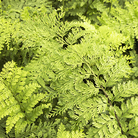 441sqAsplenium_viviparum_Mother_Fern