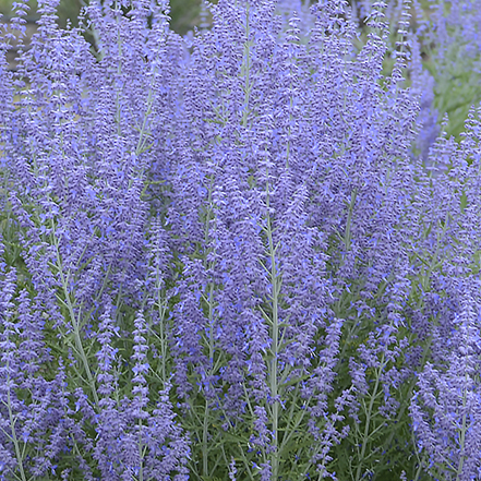 blue jean baby russian sage