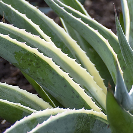 green mangave leaves with cream edges