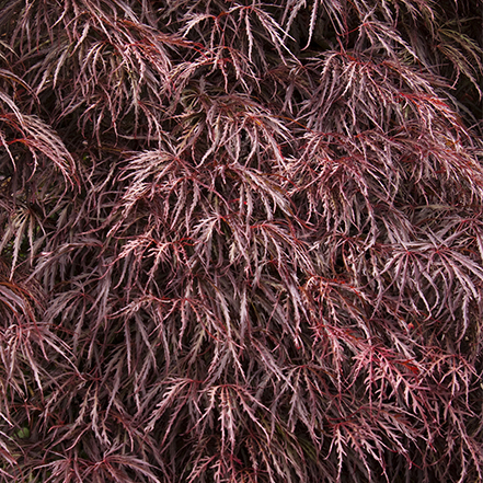 crimson queen japanese maple foliage