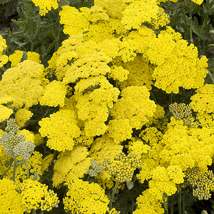 yellow yarrrow flowers are great for all kinds of beneficial insects