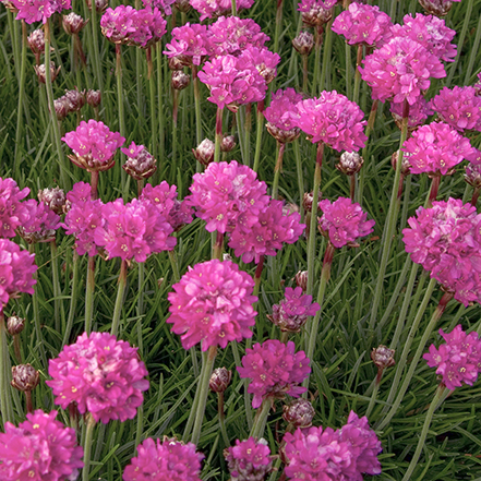 pink armeria flowers on thin stems