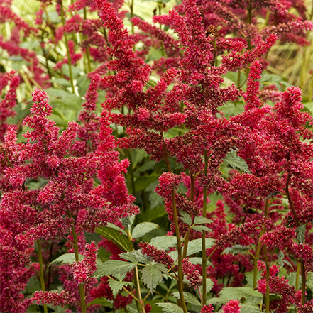 red astillbe flowers above green leaves