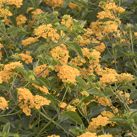 yellow new gold lantana flowers