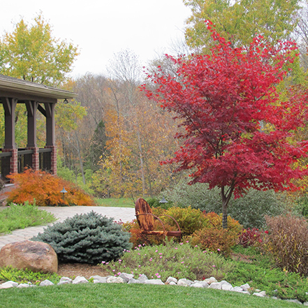 dwarf spruce tucked into a fall landscape with a japanese maple with red leaves