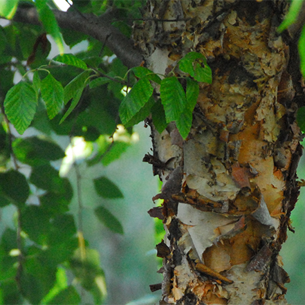birch tree bark and green leaves