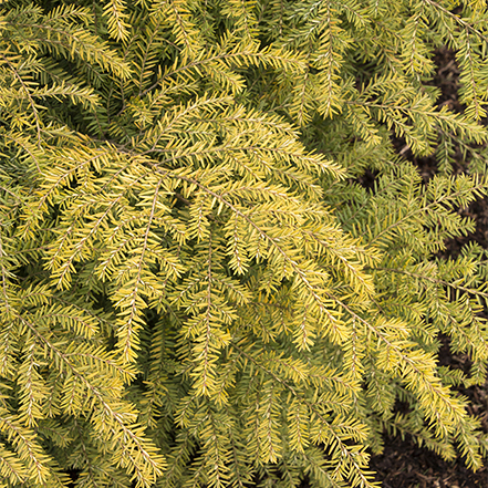 golden yellow foliage on golden duke eastern hemlock