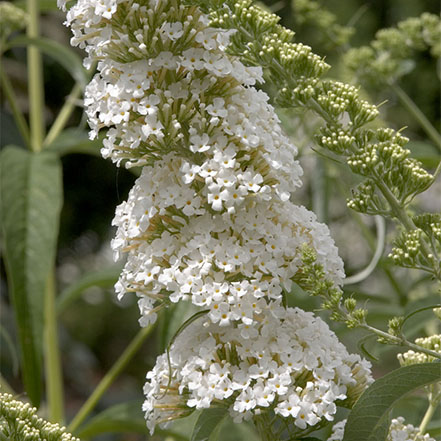 white petite snow butterfly bush flower spire