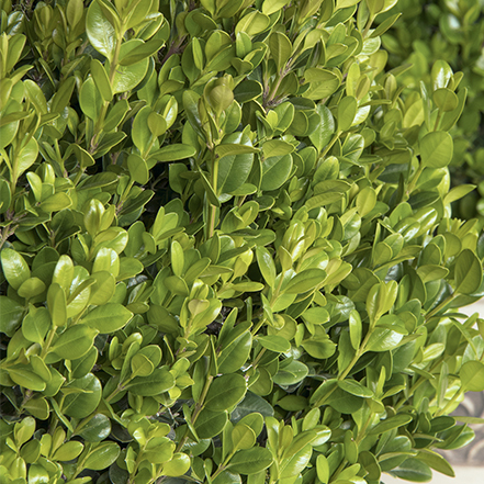 small, glossy green leaves on faulkner boxwood