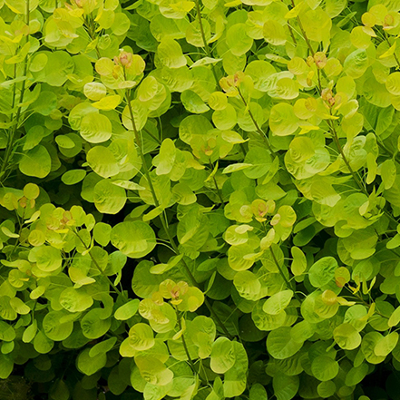 bright green foliage of golden spirit smoke tree