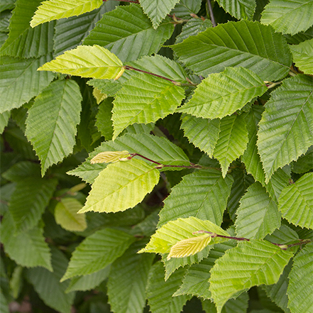 green hornbeam leaves