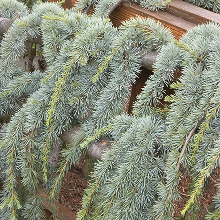 weeping blue atlas cedar