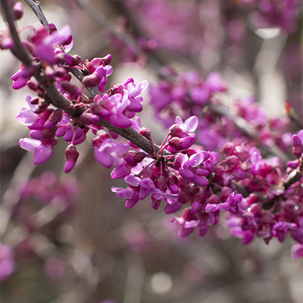 pink flowers on forest pansy redbud