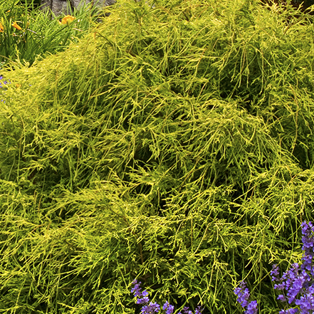 golden fine foilage on golden charm thread branch cypress