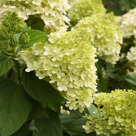 limelight hardy hydrangea flowers