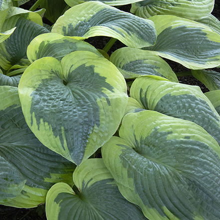 textured hosta leaves with creamy green margins