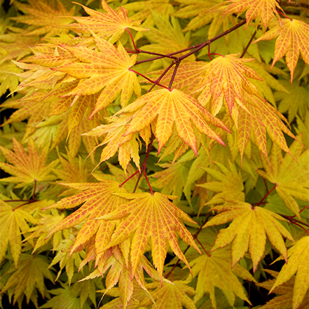 maple leaves turning orange in autumn