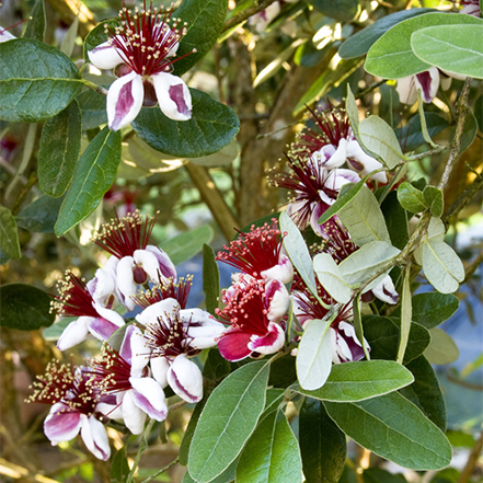 white and red pineapple guava flowers