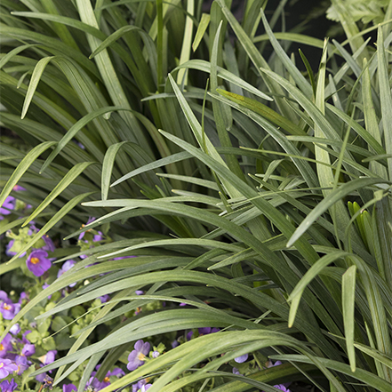 lilyturf foliage and flowers