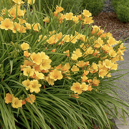 yellow daylily flowers