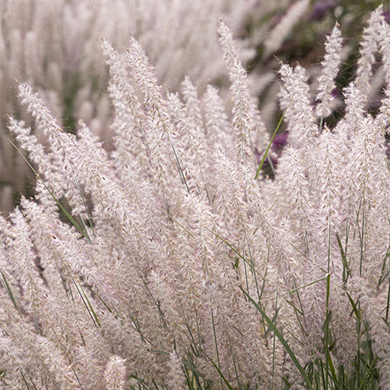 light pink seedheads on fountain grass