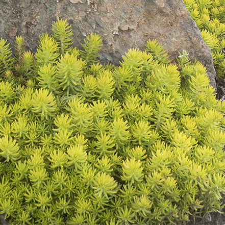 lime foliage on angelina stonecrop