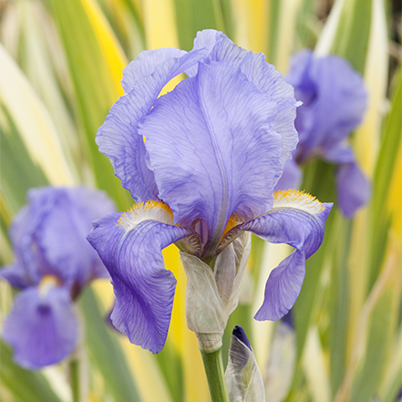 variegated green and cream leaves and purple iris flower