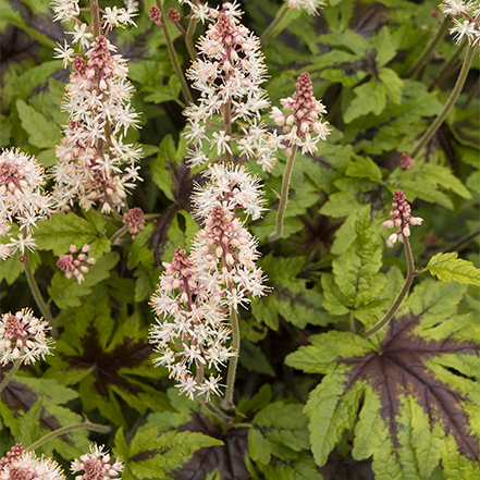 Sugar and Spice Tiarella