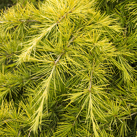 golden yellow foliage on feelin sunny deodar cedar