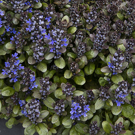 green leaves and blue flowers on ajuga plant