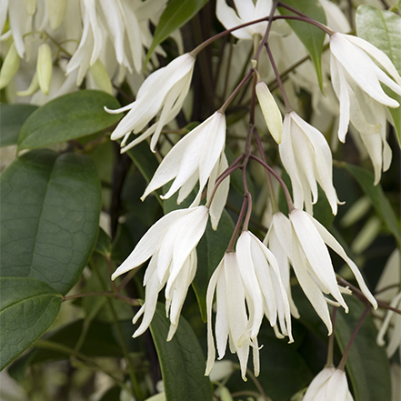 white flowers on heavenly ascent holboellia vine