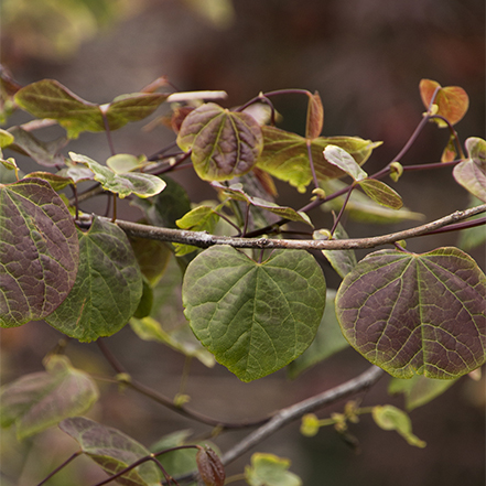 green and dark purple redbud leaves