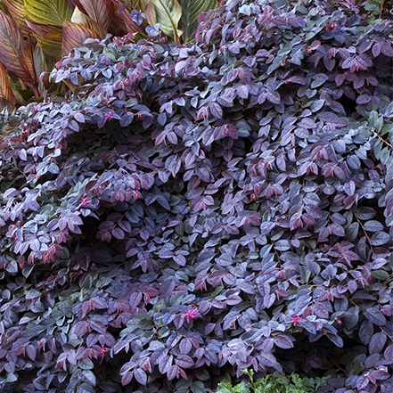 sizzling pink fringe flower has deep purple leaves