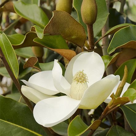 magnolia