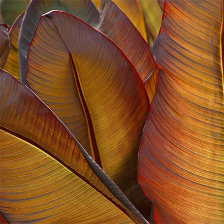 backlit red and copper banana leaves