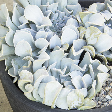 ice-blue succulent with ruffled edges