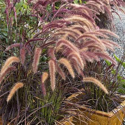 purple fountain gras with seedless plumes in container