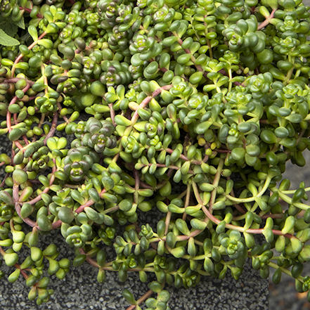 close up on sedum