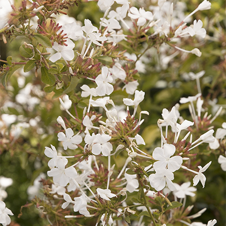 white plumbago flowers