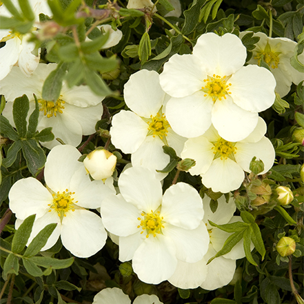 white flowers on potentilla shrub