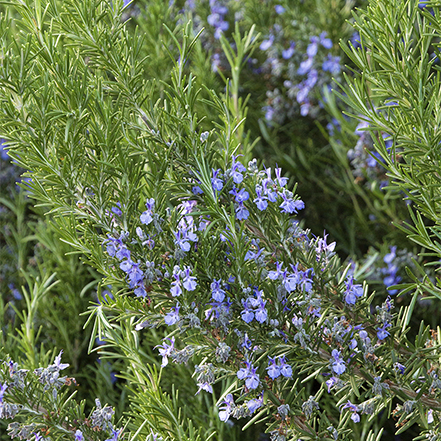 close-up on rosemary flowers