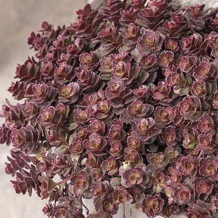 bronze carpet sedum spilling over side of container