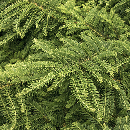 finely textured green yew