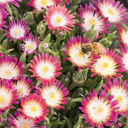 pink, white and yellow flowers on jewel of desert ice plant