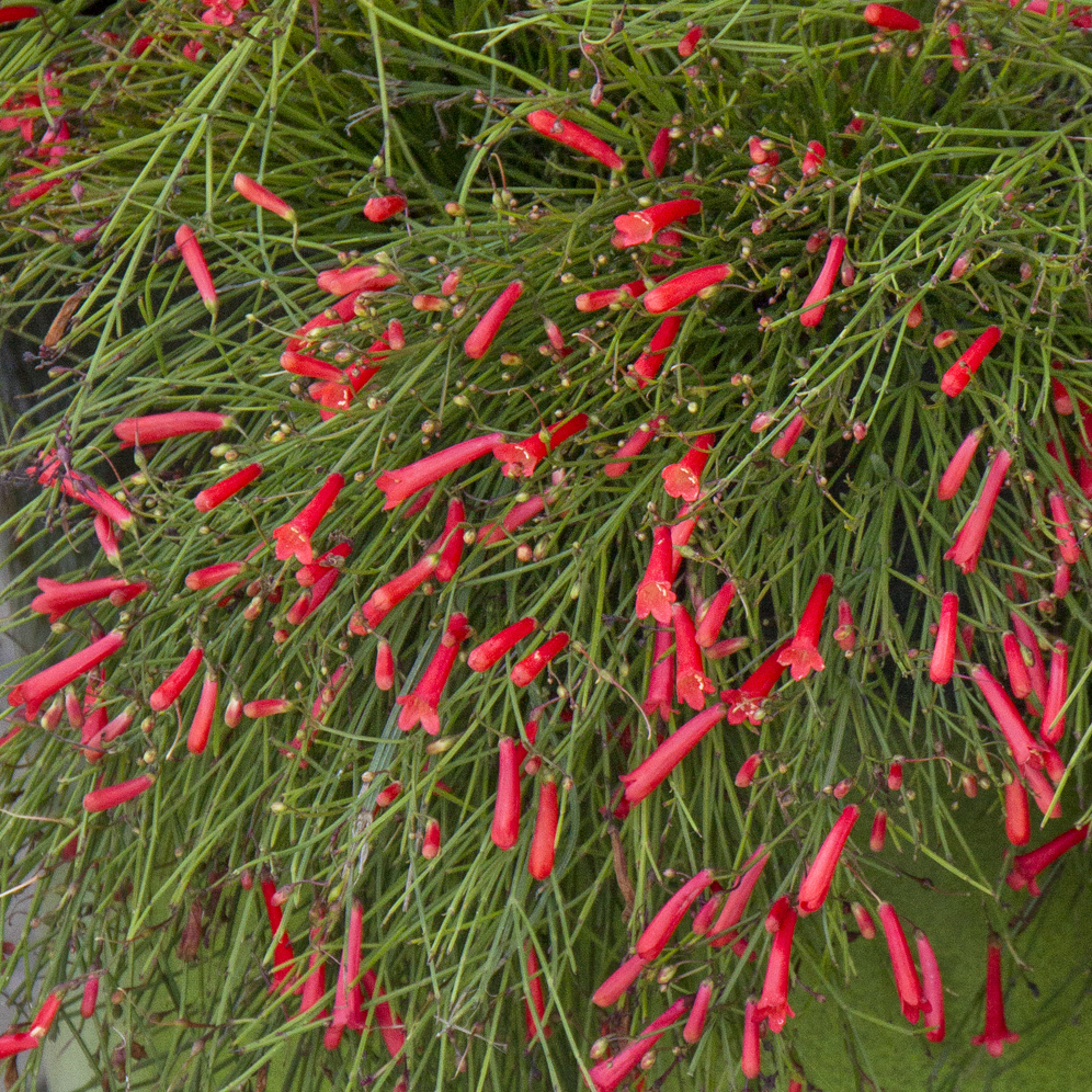 orange firecracker plant flowers on green stems