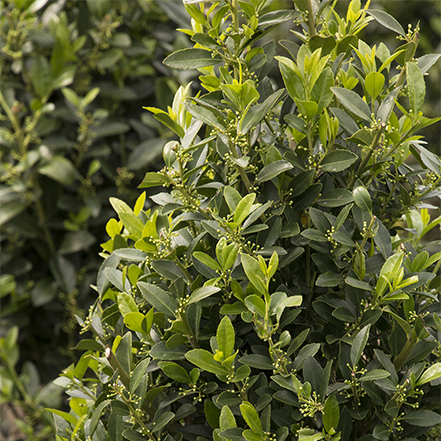 green holly leaves