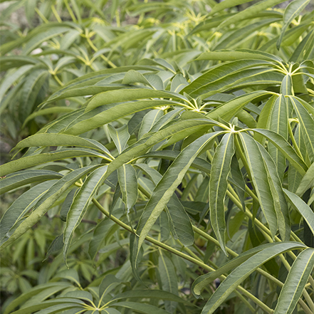 green schefflera leaves