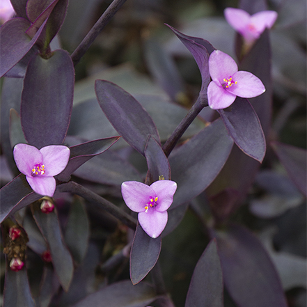 purple leaves and pink flowers of purple heart groundcover