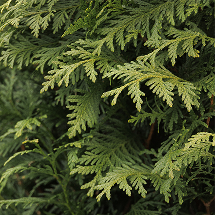 green giant western arborvitae