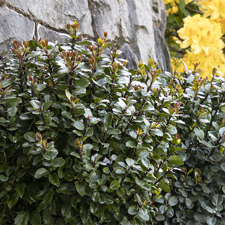 scallywag holly in front of a stone wall